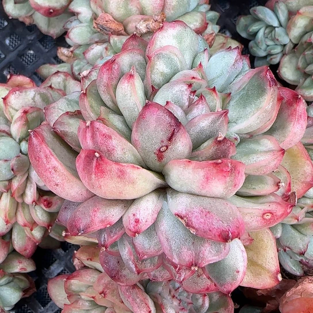 从前慢花园精选冰天使锦