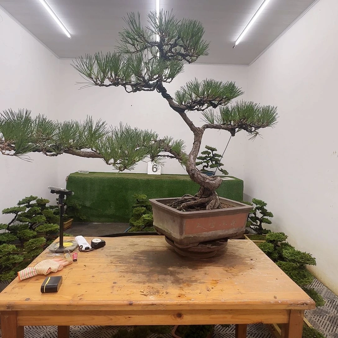 用****7盆景盆景盆景啤酒