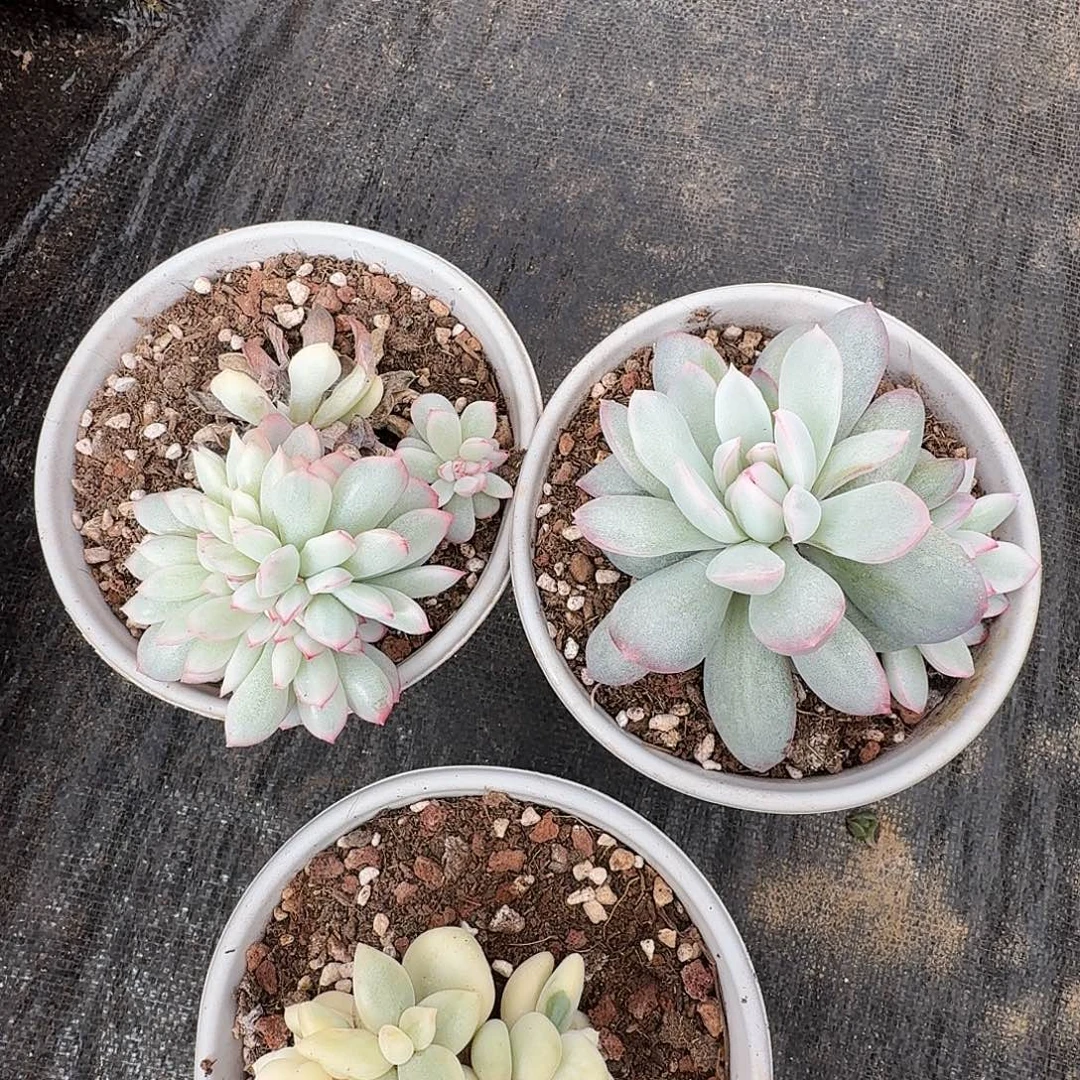 姬***君雨燕座11111222-119-120