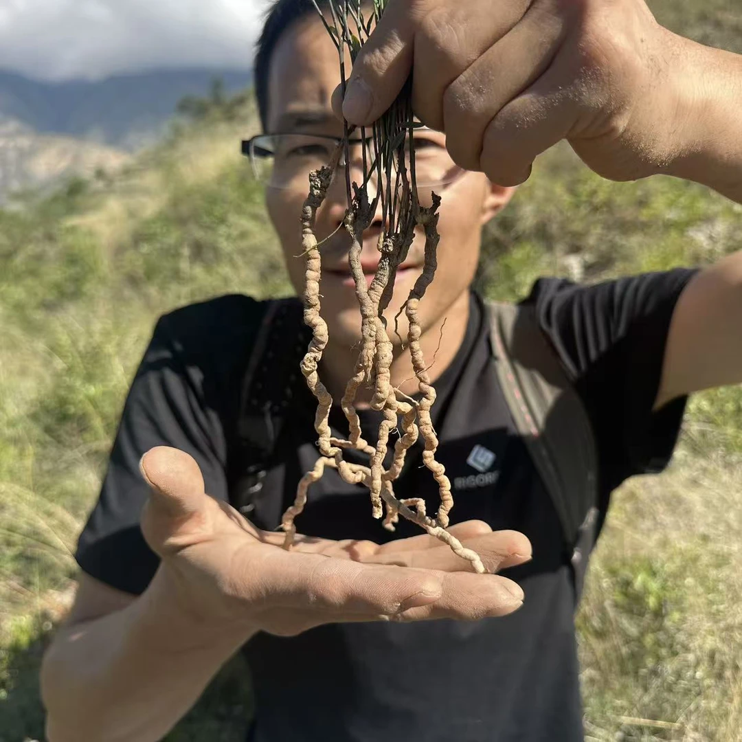 远志 甘肃野生远志 抽芯远志无硫大条100g