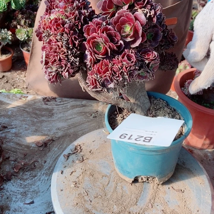 用***9B219欧紫欧紫欧紫欧紫欧紫