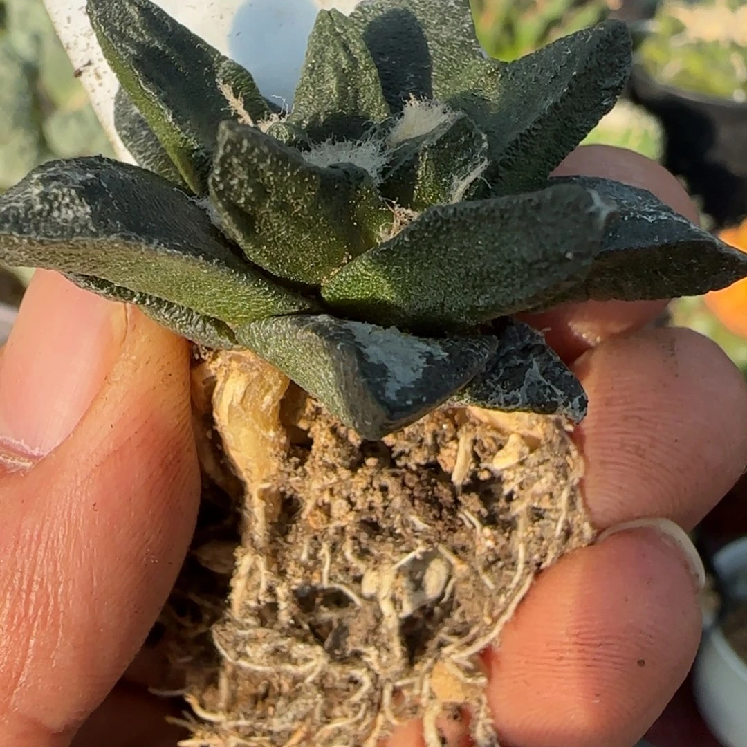 无花朵萝卜根龙角413