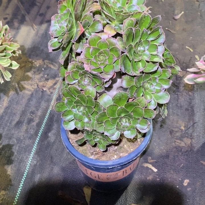 拉丝锦48多肉植物法师法师