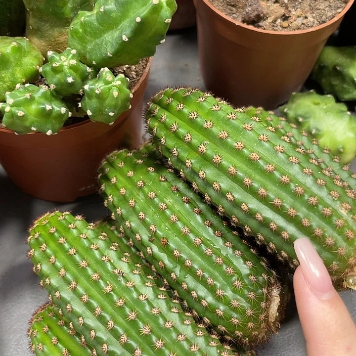 进口金妞金1侧芽一个