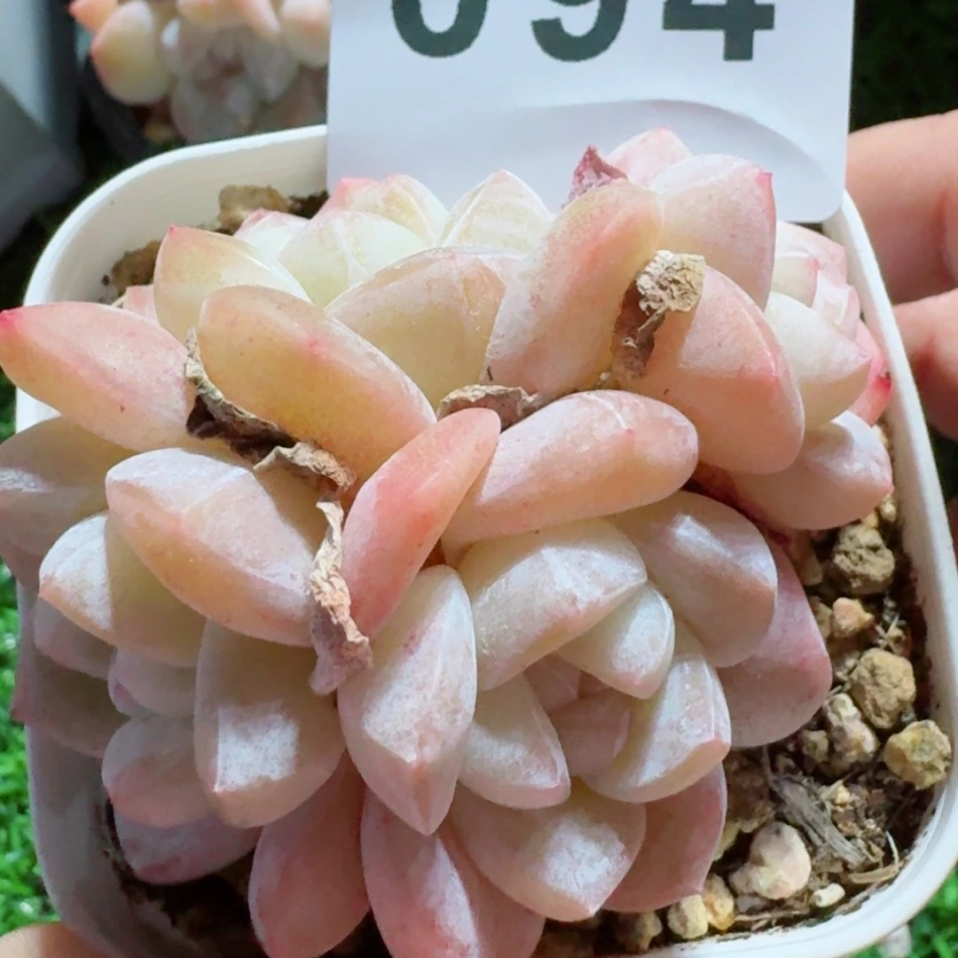 冰玉群生整装无砍