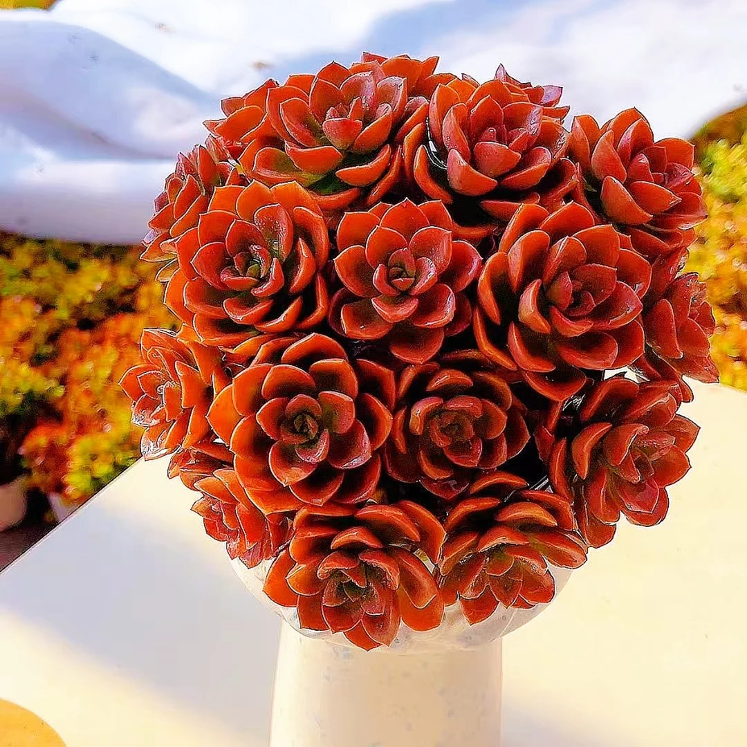 红酒玫瑰巧克力多肉植物大盆带盆带土新手好养喜阳耐旱