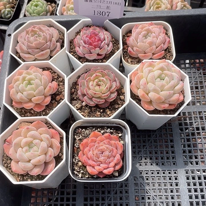 薇薇安园艺多肉1807