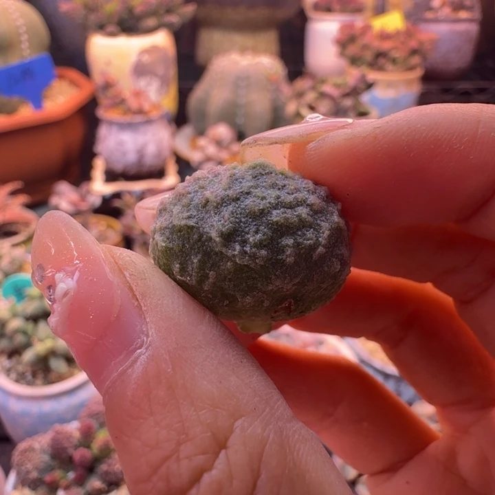 用***7                一物一拍。