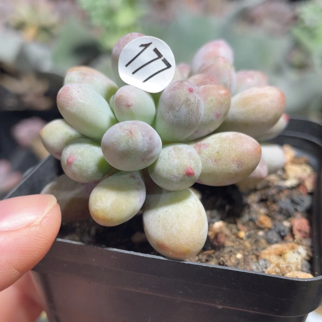 仙子奶酪多肉植物