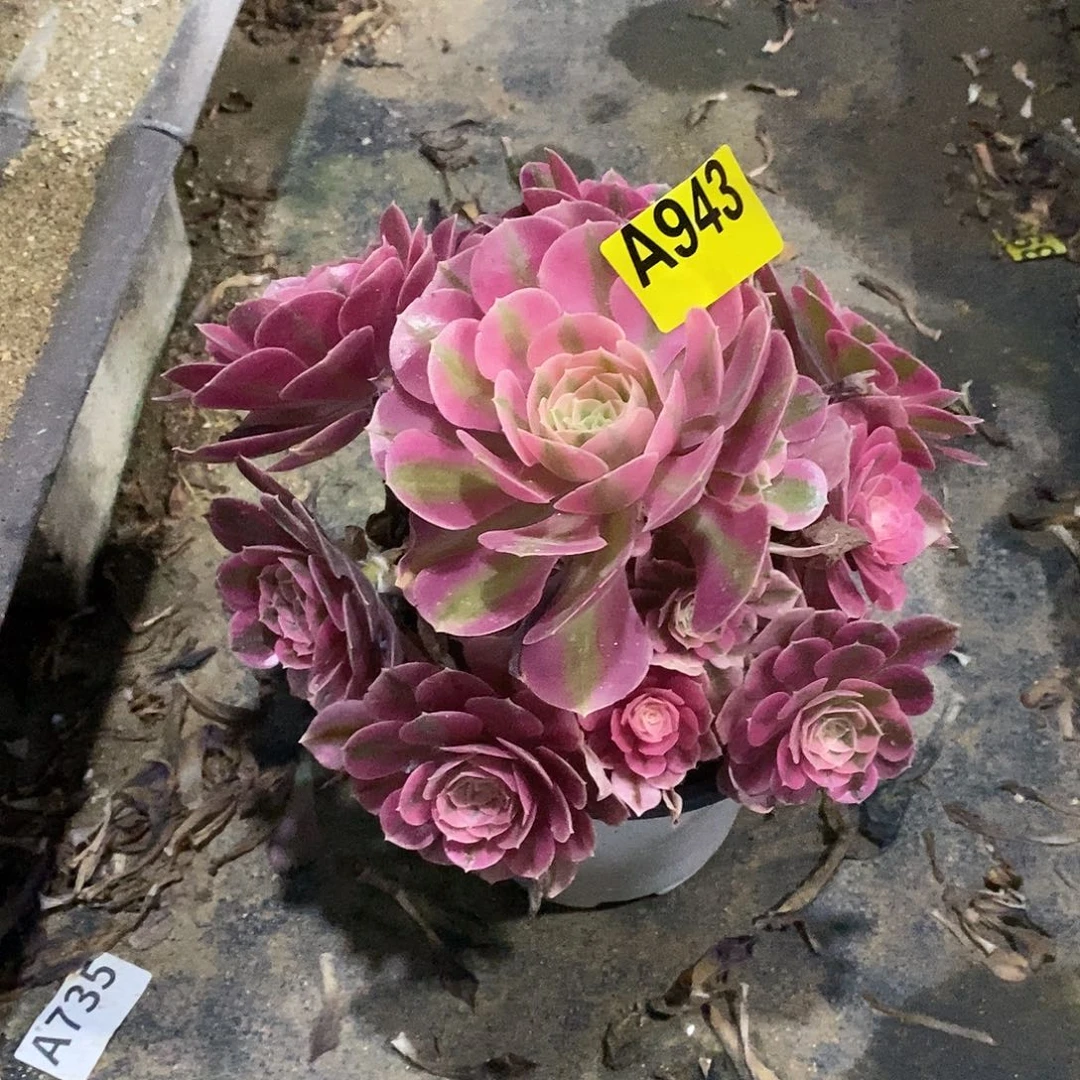 粉女巫多肉法师943