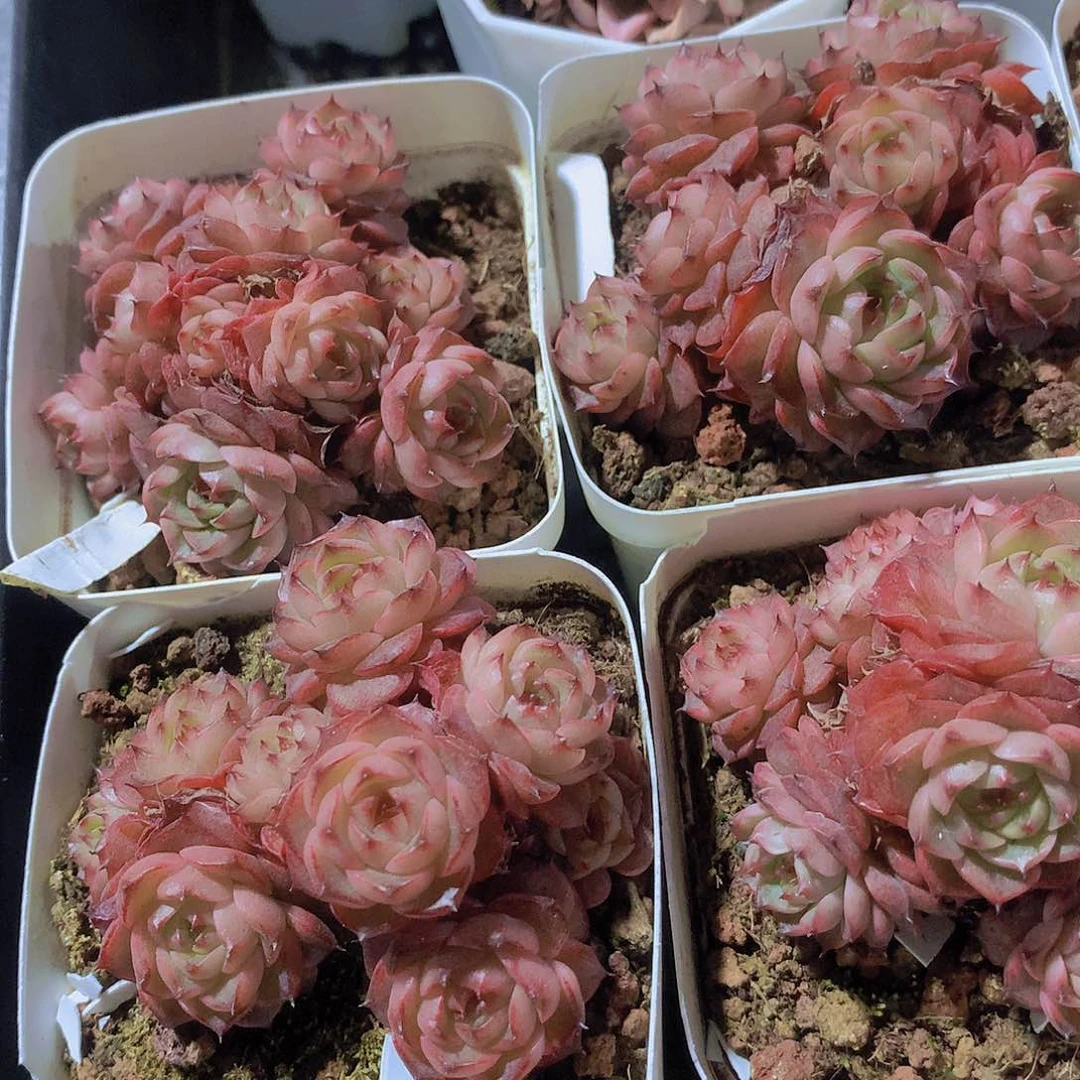 摩卡23456788999000