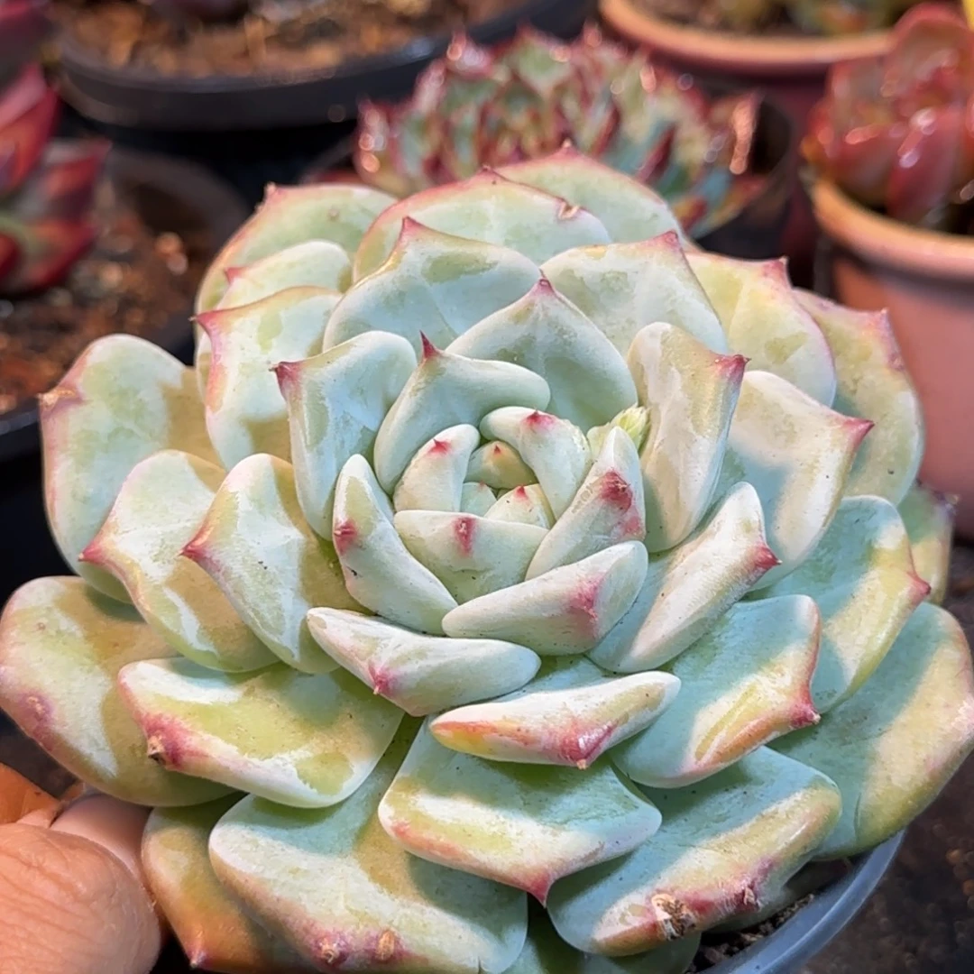 白拉糖惊鸿一物一拍包装收缩花旱