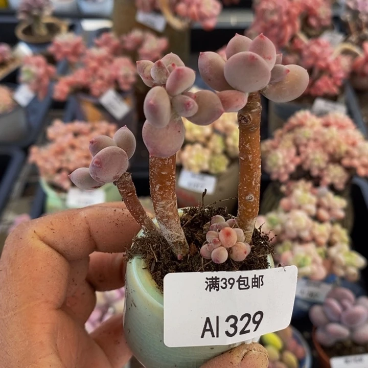四代苹果奶329多肉植物