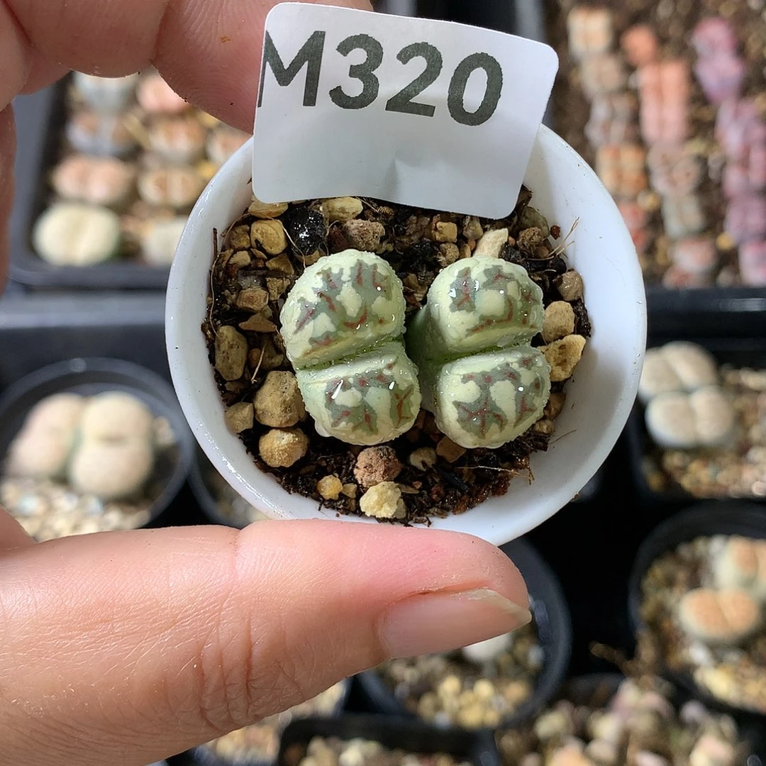 M320多肉植物保护