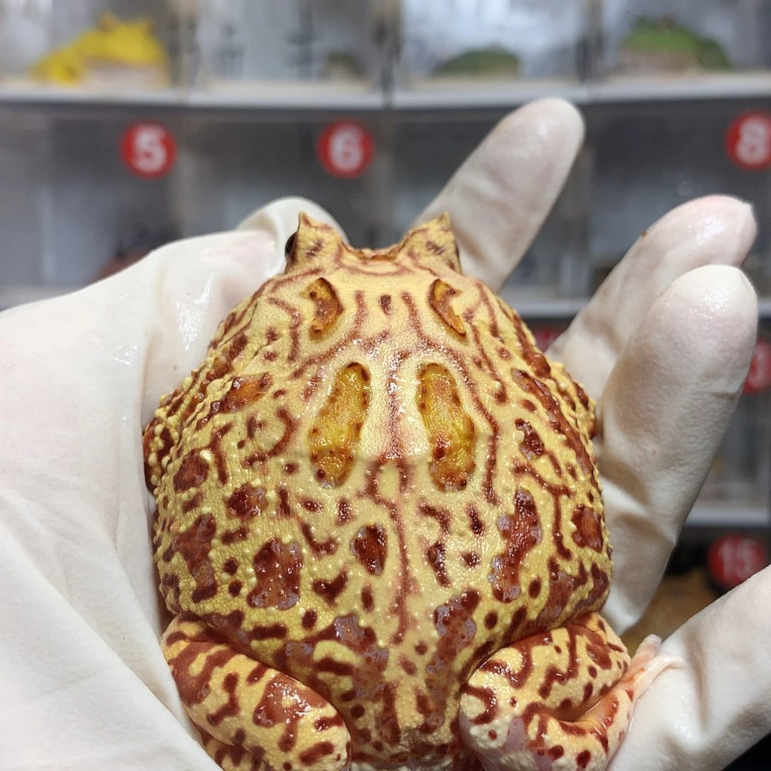 角蛙4343 大火龙公