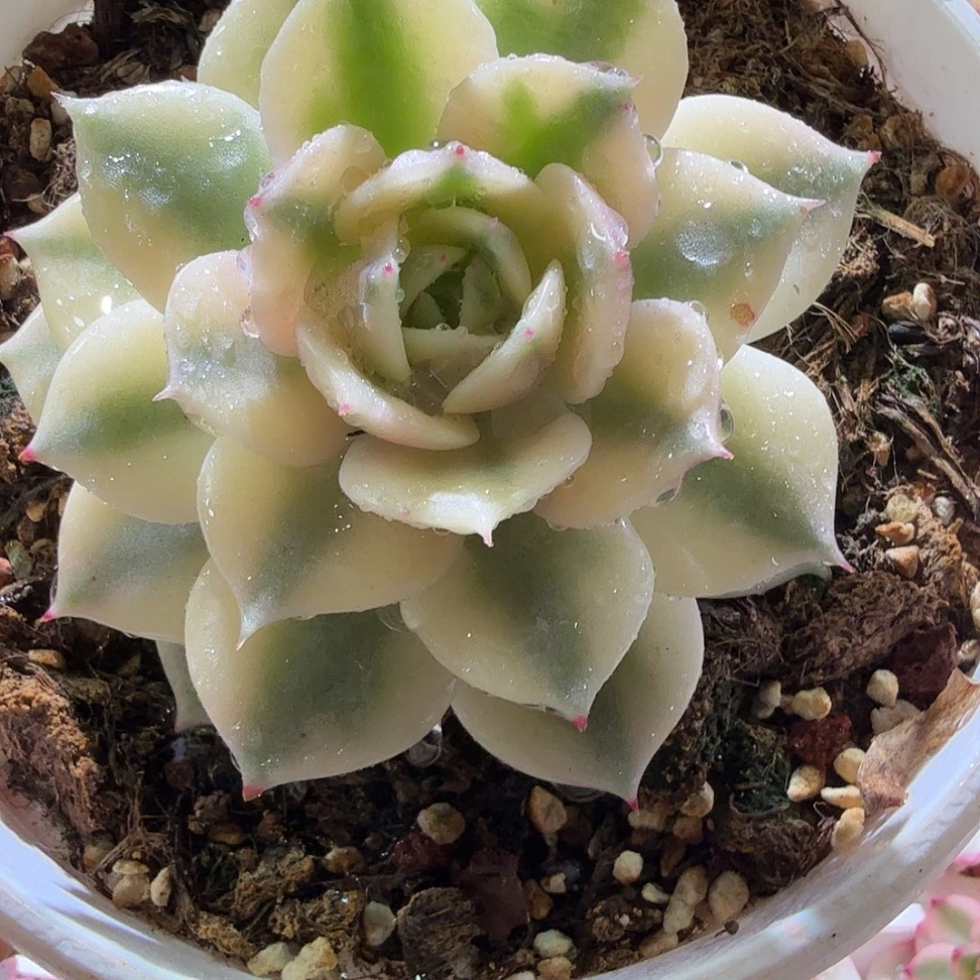 贝加尔湖锦，多肉植物。