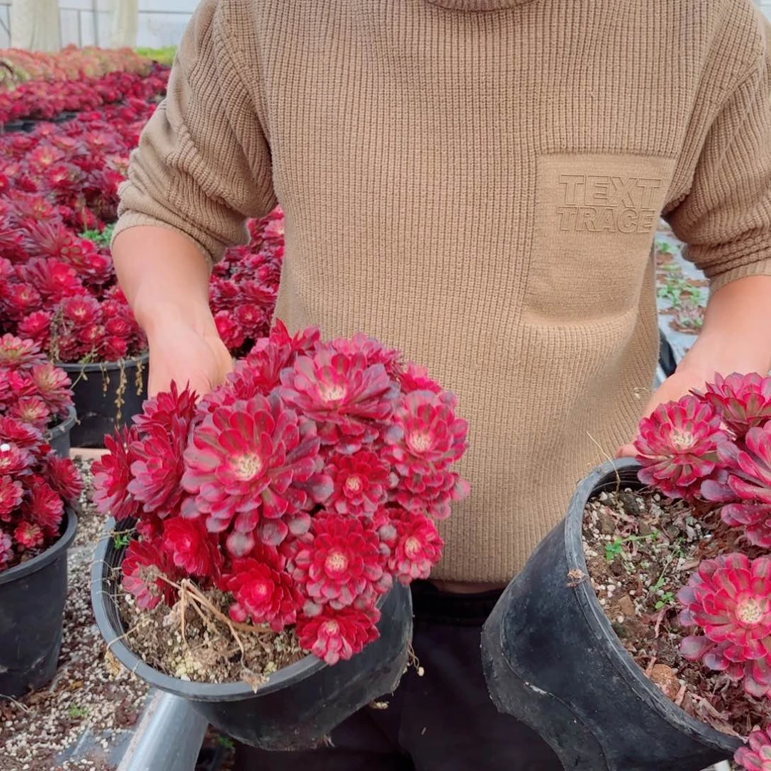 粉冠园艺铜壶锦量拍