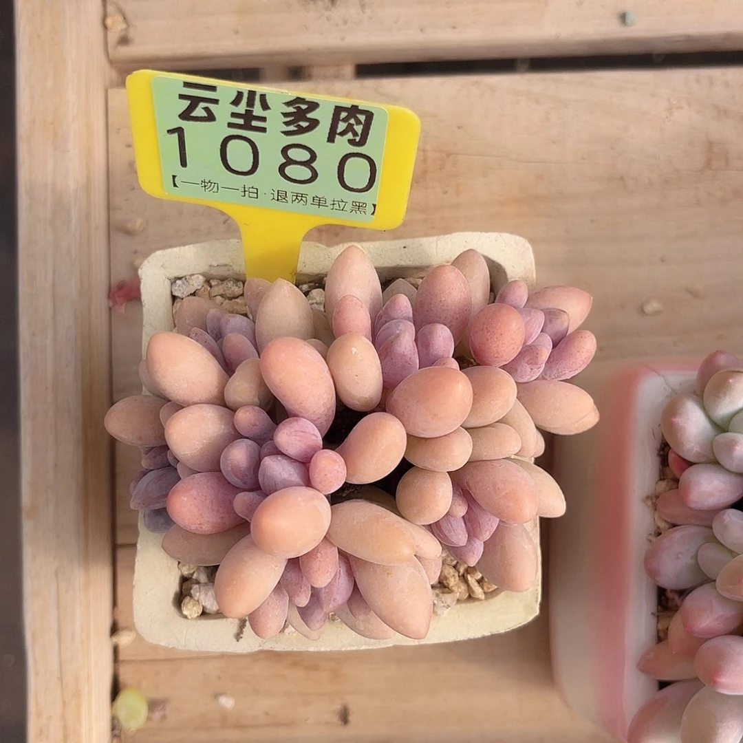 云尘多肉一物一拍1080不含盆