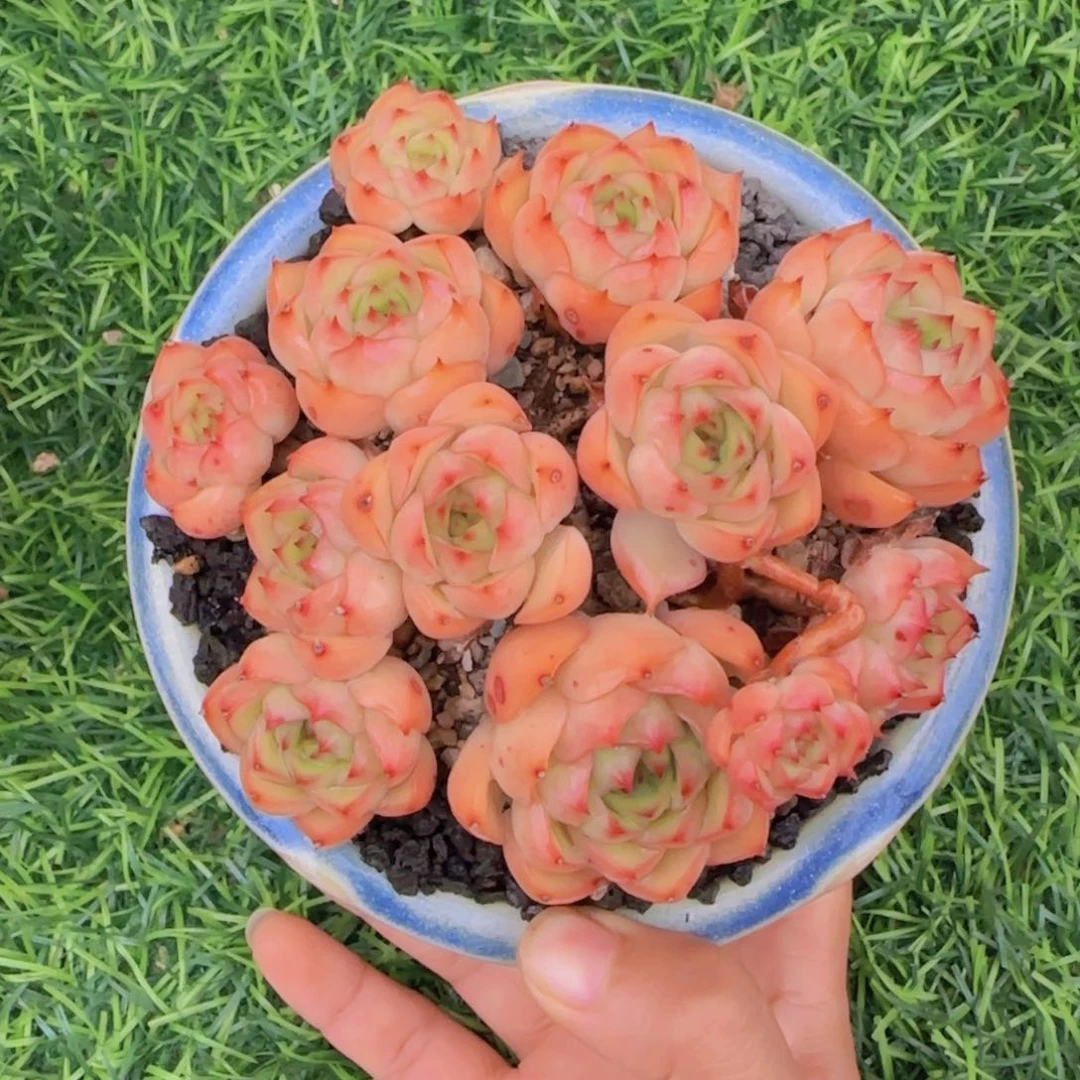 小***?多肉植物多肉植物