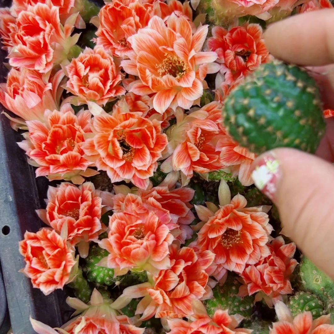 下36丽花貂蝉歪无根侧芽3公分左右20包邮