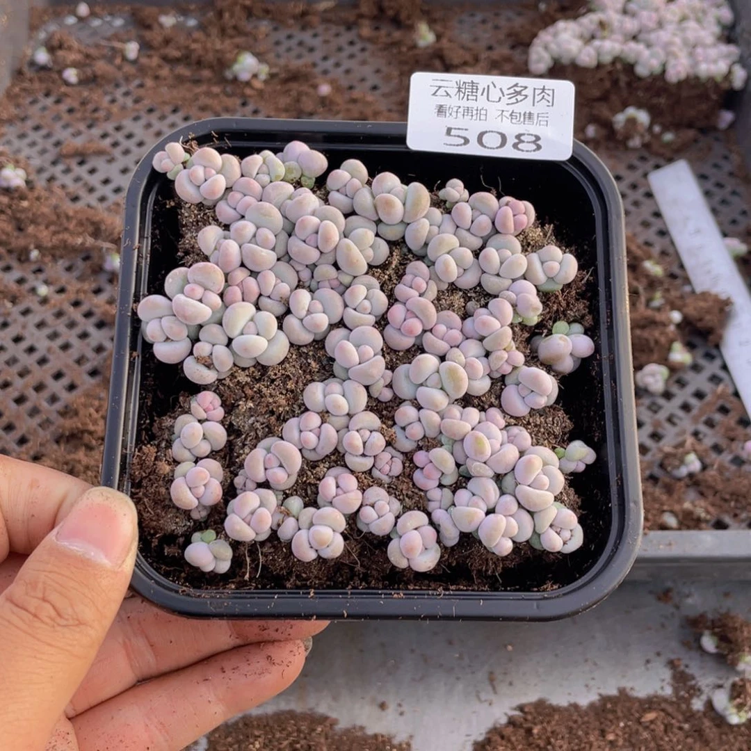 云糖心多肉植物508