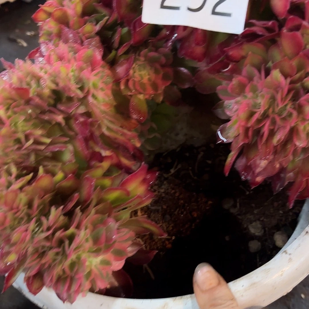 多肉植物福利来292