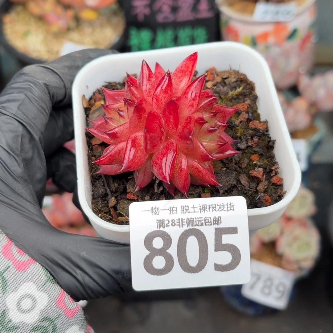 黑武士无盆土发货