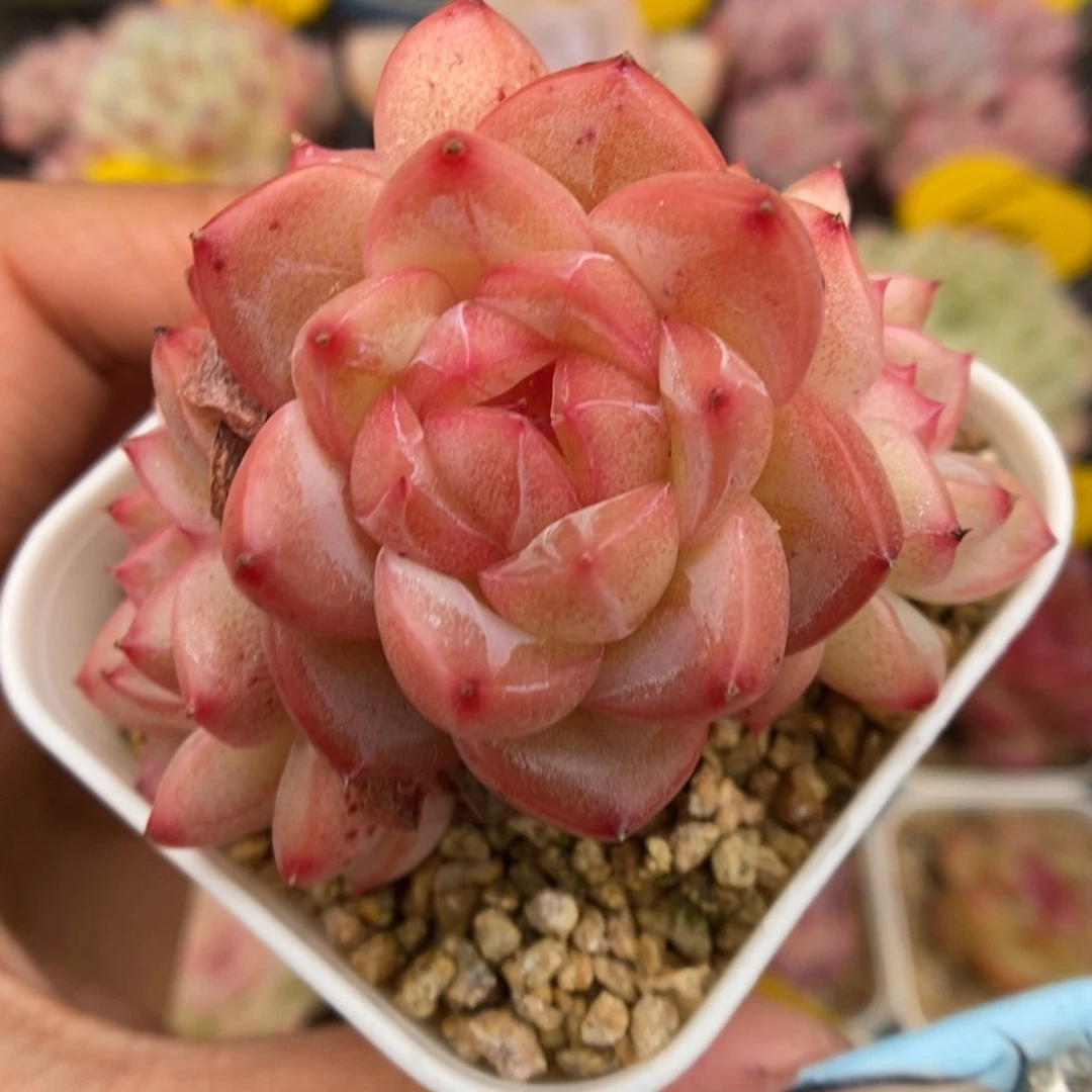 糖心珍妮群生626号。