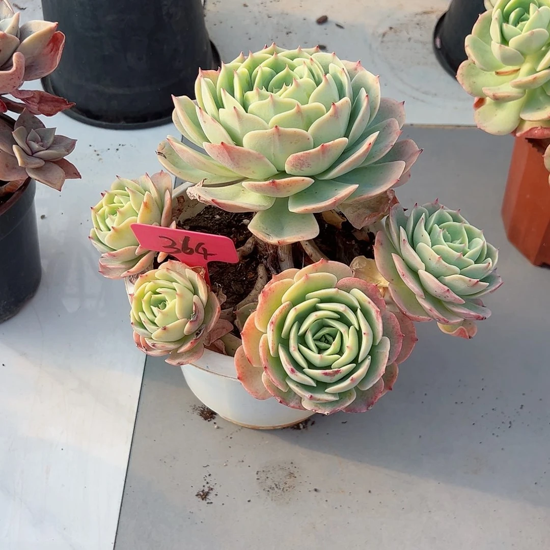 小**言364白雪公主多肉