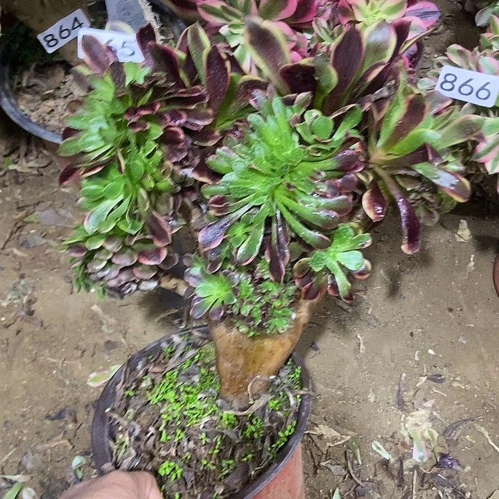 865欧佳丽缀化老