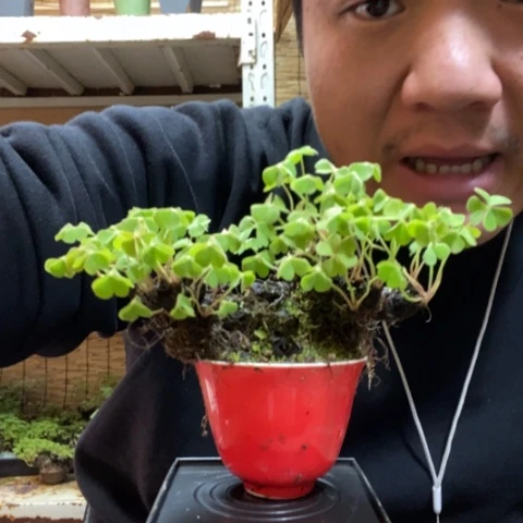 红陶微*一物一拍所见即所得76