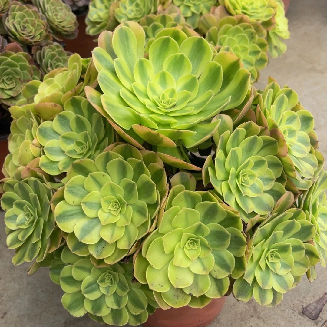 972雨荷精品法师多肉
