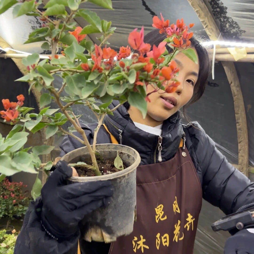 完全开放（尼罗河女神）三角梅会落花落叶会光杆苗有大有小