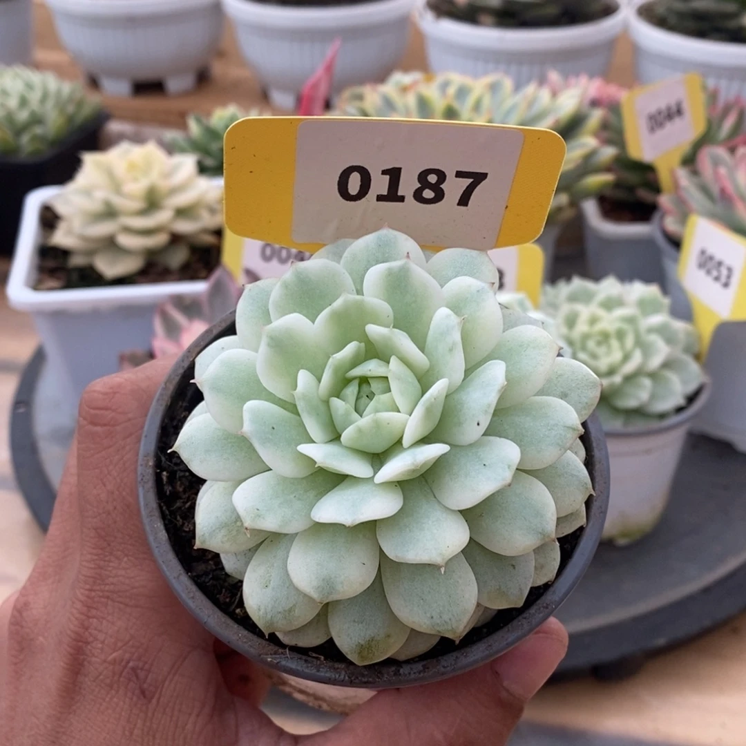 0187静夜哈哈哈哈哈哈