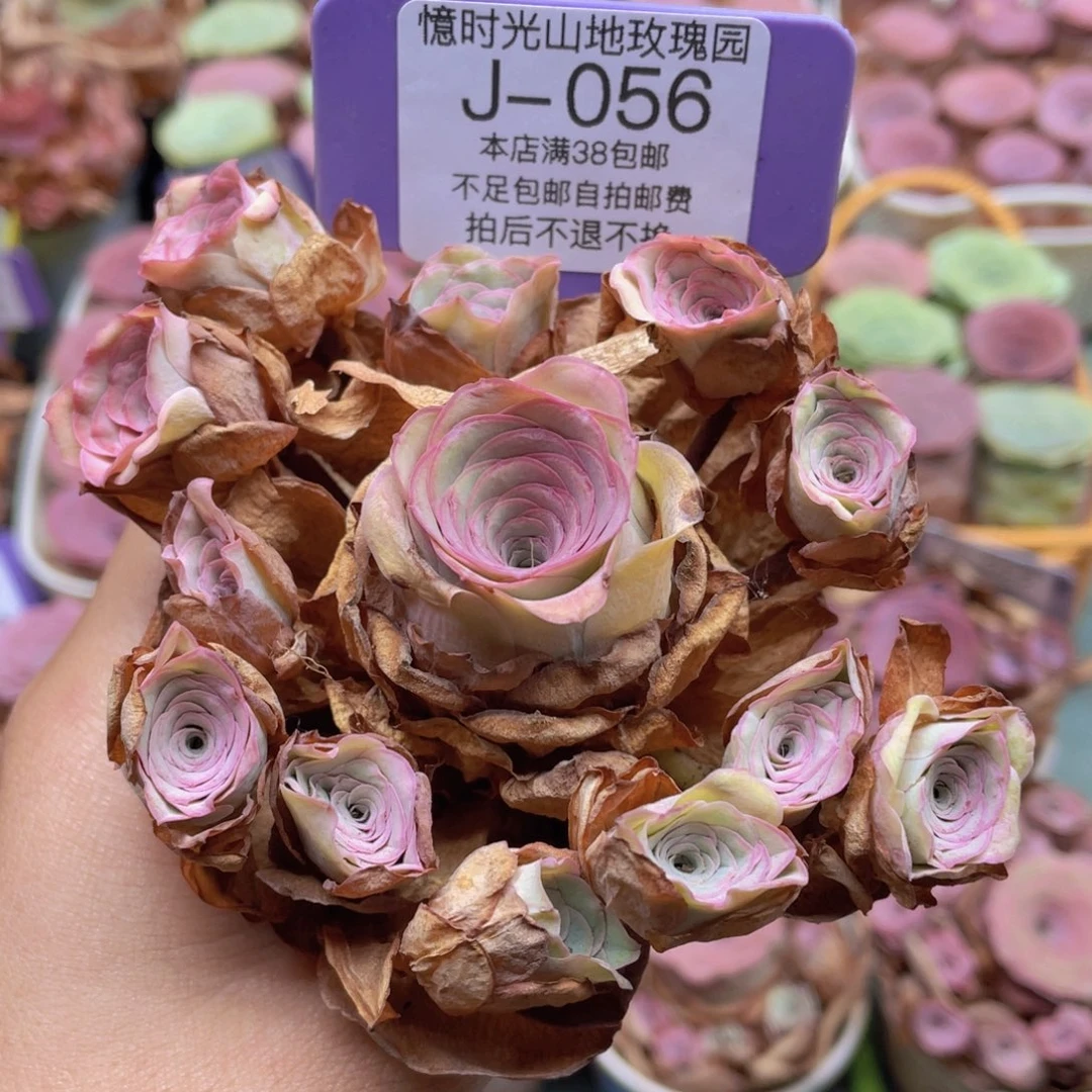 山地玫瑰J056裸根发货不售后