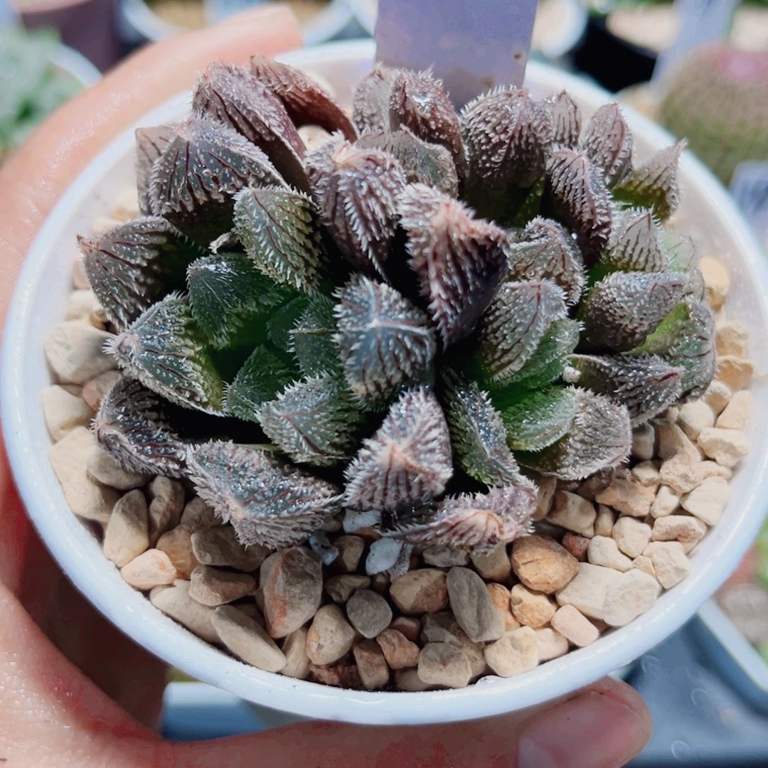 狼蛛多肉植物66655