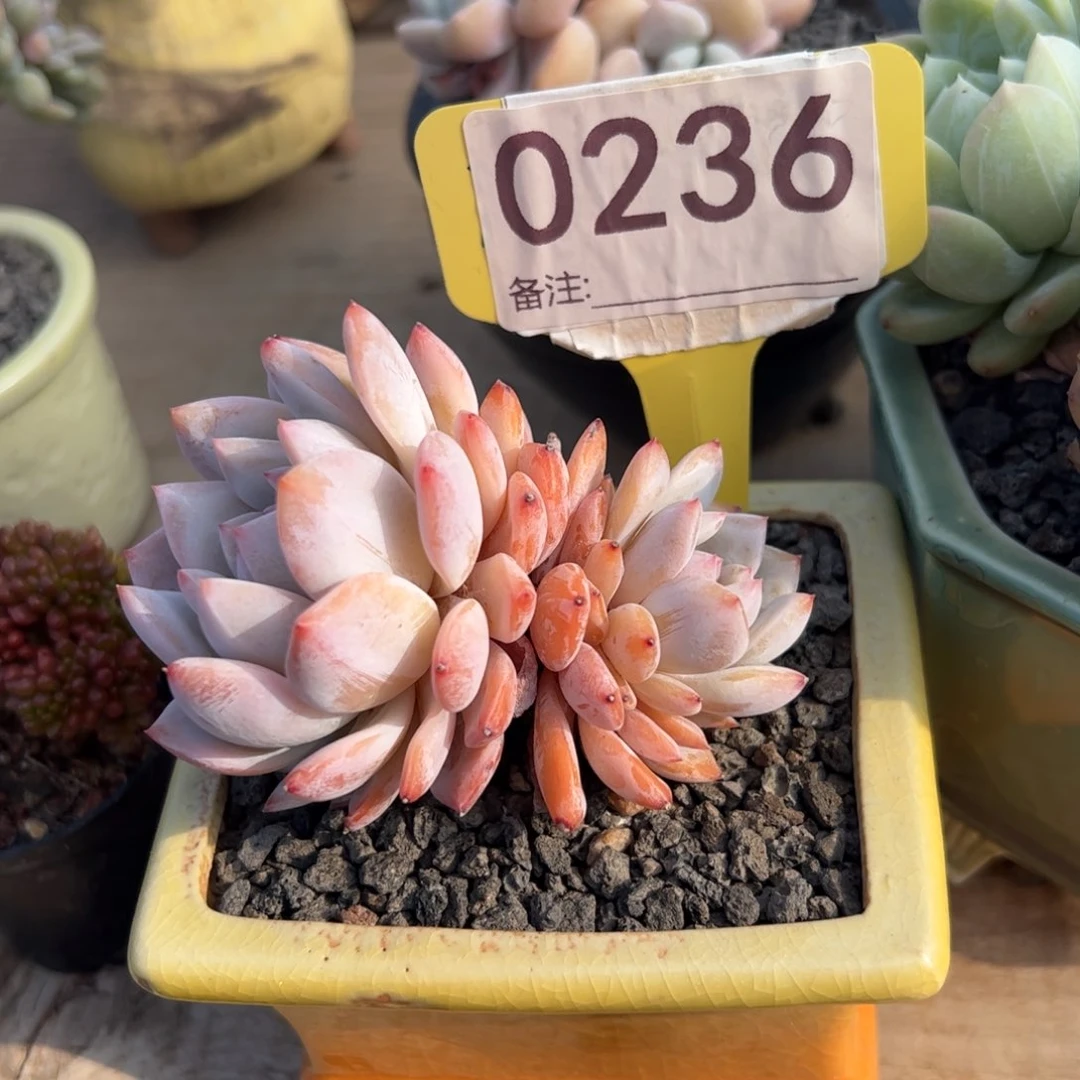 星星橙老桩多肉植物