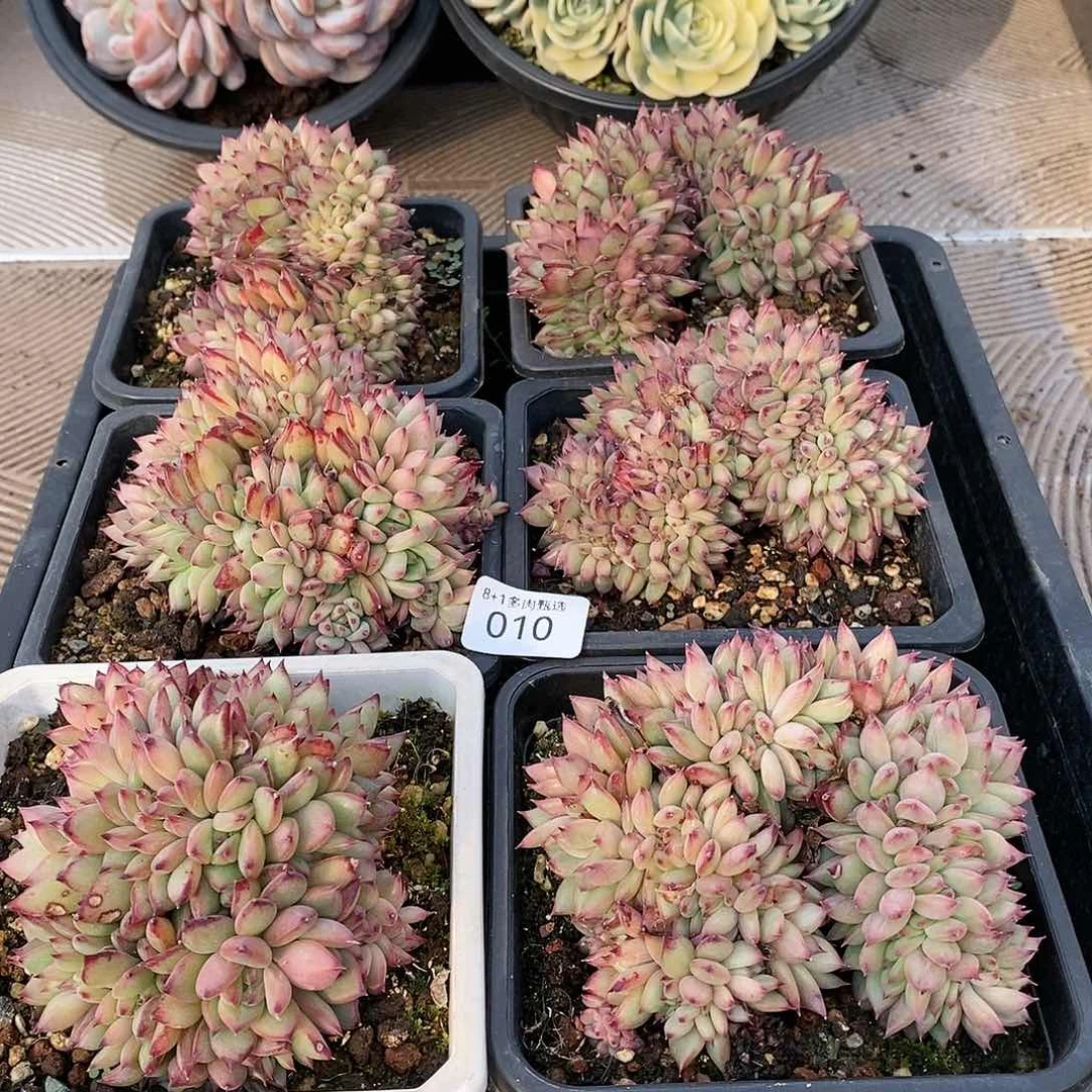 A-10红拉糖缀 量