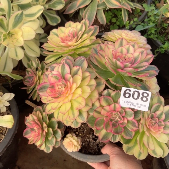 608多肉植物海神