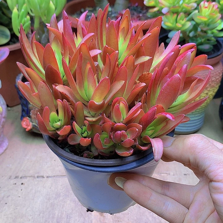 玫瑰火祭2盆,多肉植物