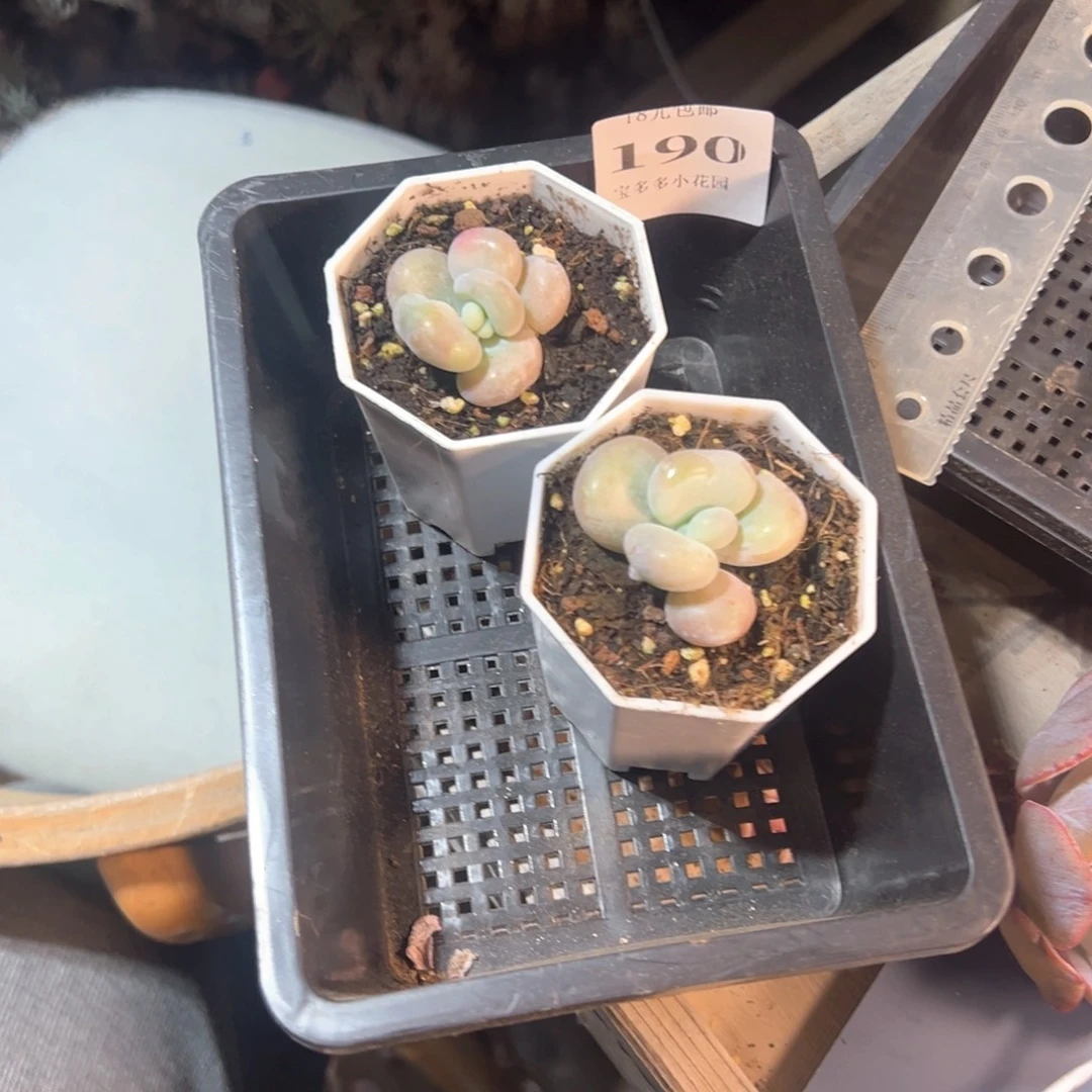 子***a190号油煎丸子到手两颗一物一拍