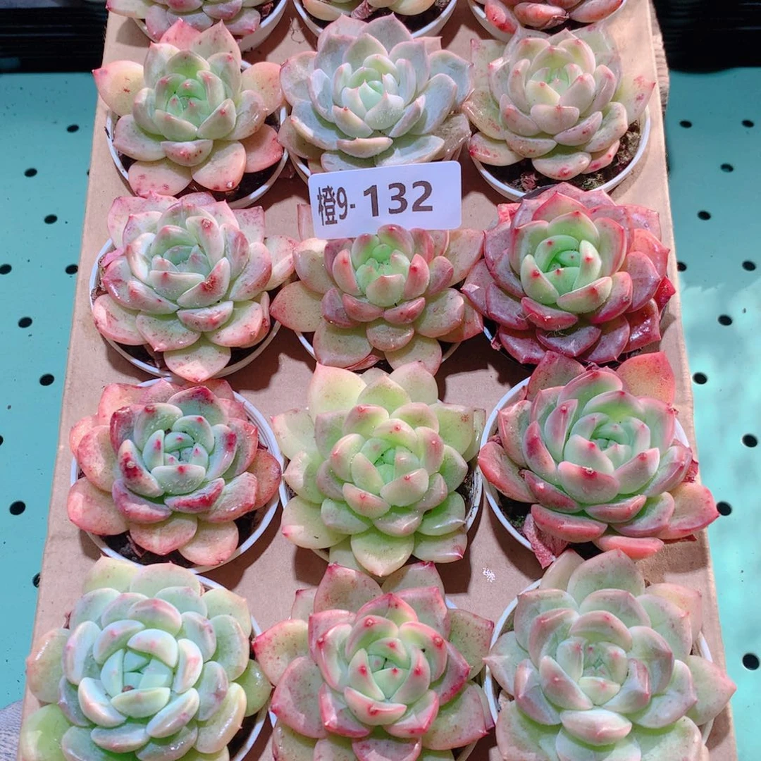 9-132一物一拍多肉带盆18颗