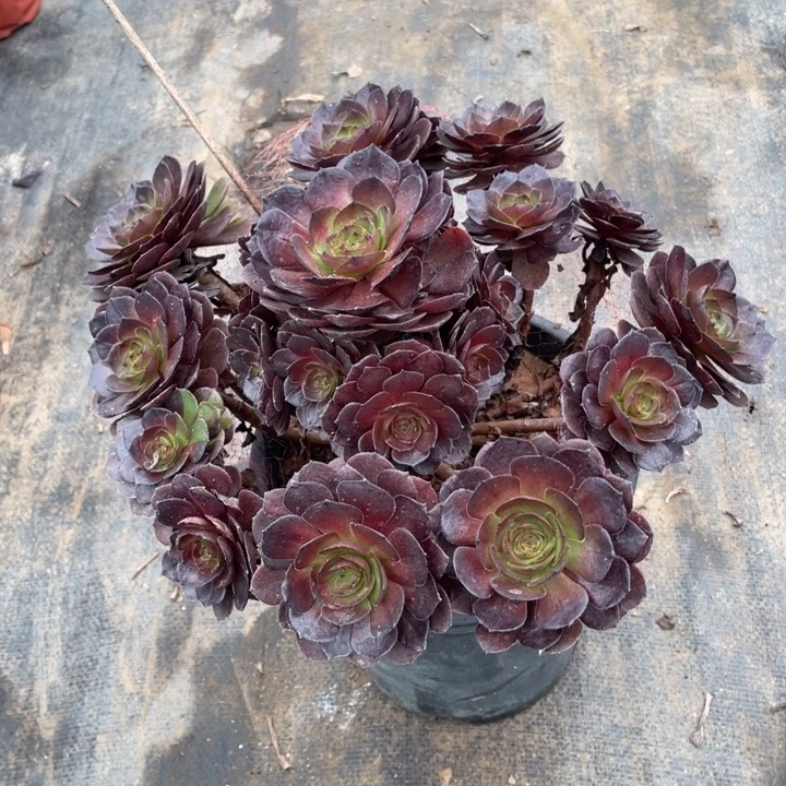 黑魔多肉植物多肉植物多肉40