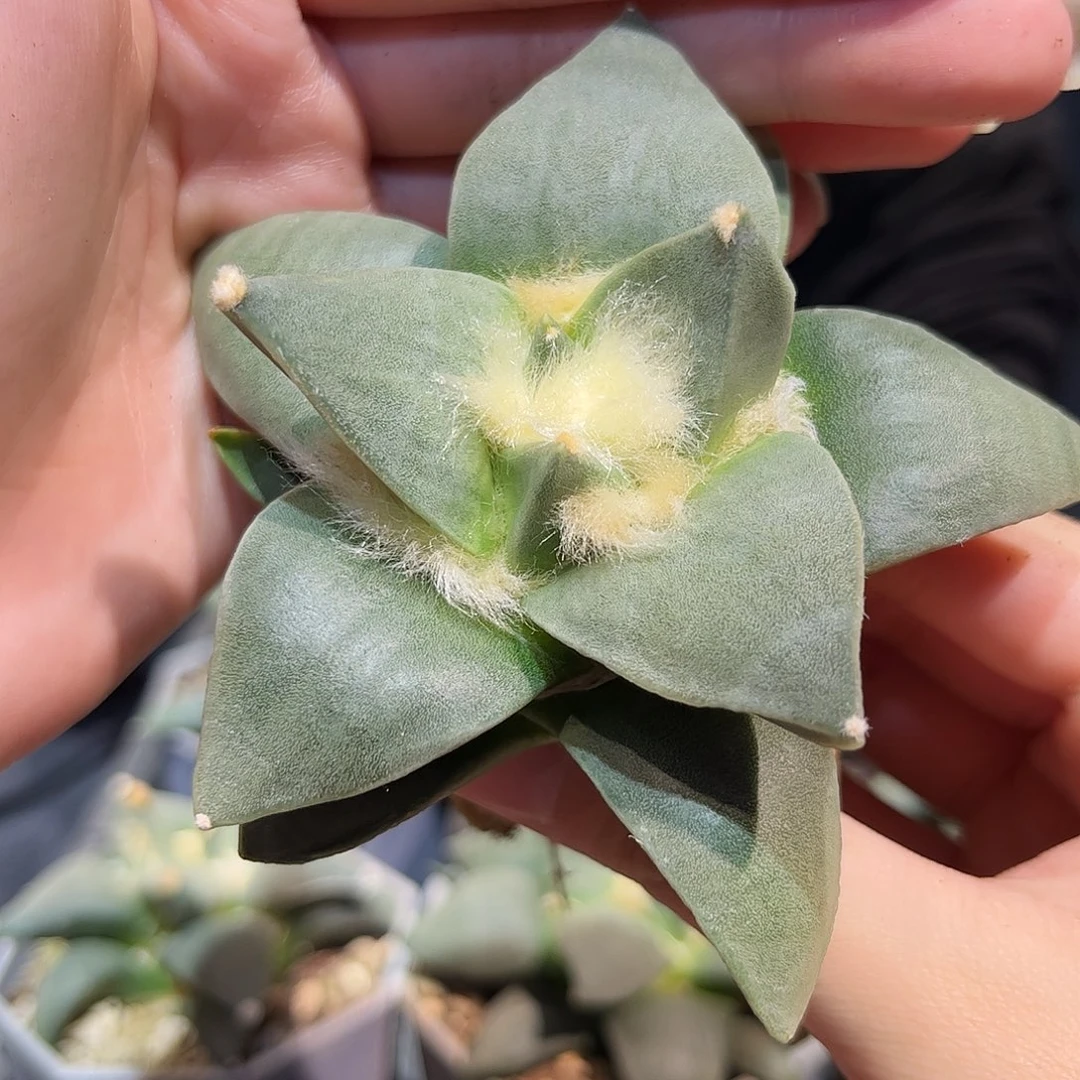 9.5cm实生龙牙青瓷杂萝卜根