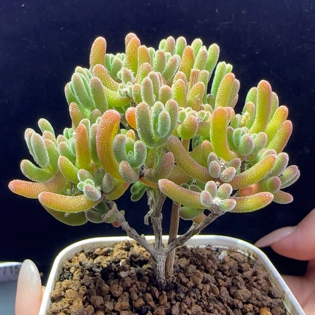 dy122荔枝直杆三岔橙色个体