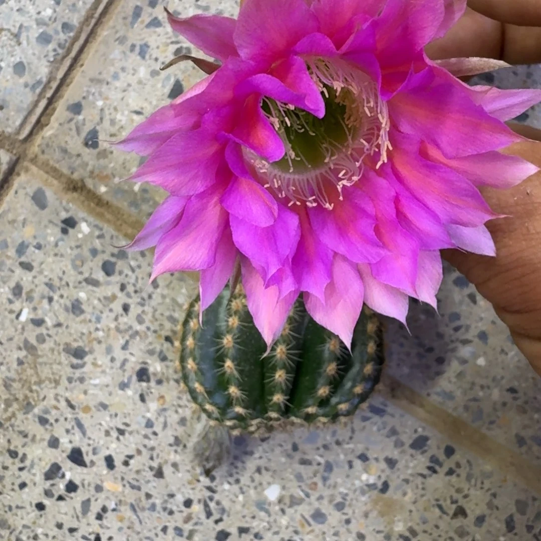 339金刚24歪4公分左右无根侧牙，20包邮