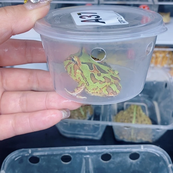 角蛙恭喜发财大吉大利