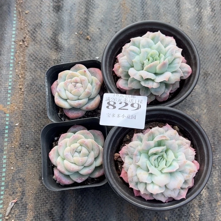 ღ***见829号4颗量拍多肉满18元包邮下午发货