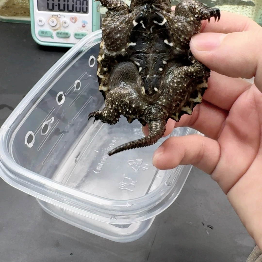 宠物龟不分公母11