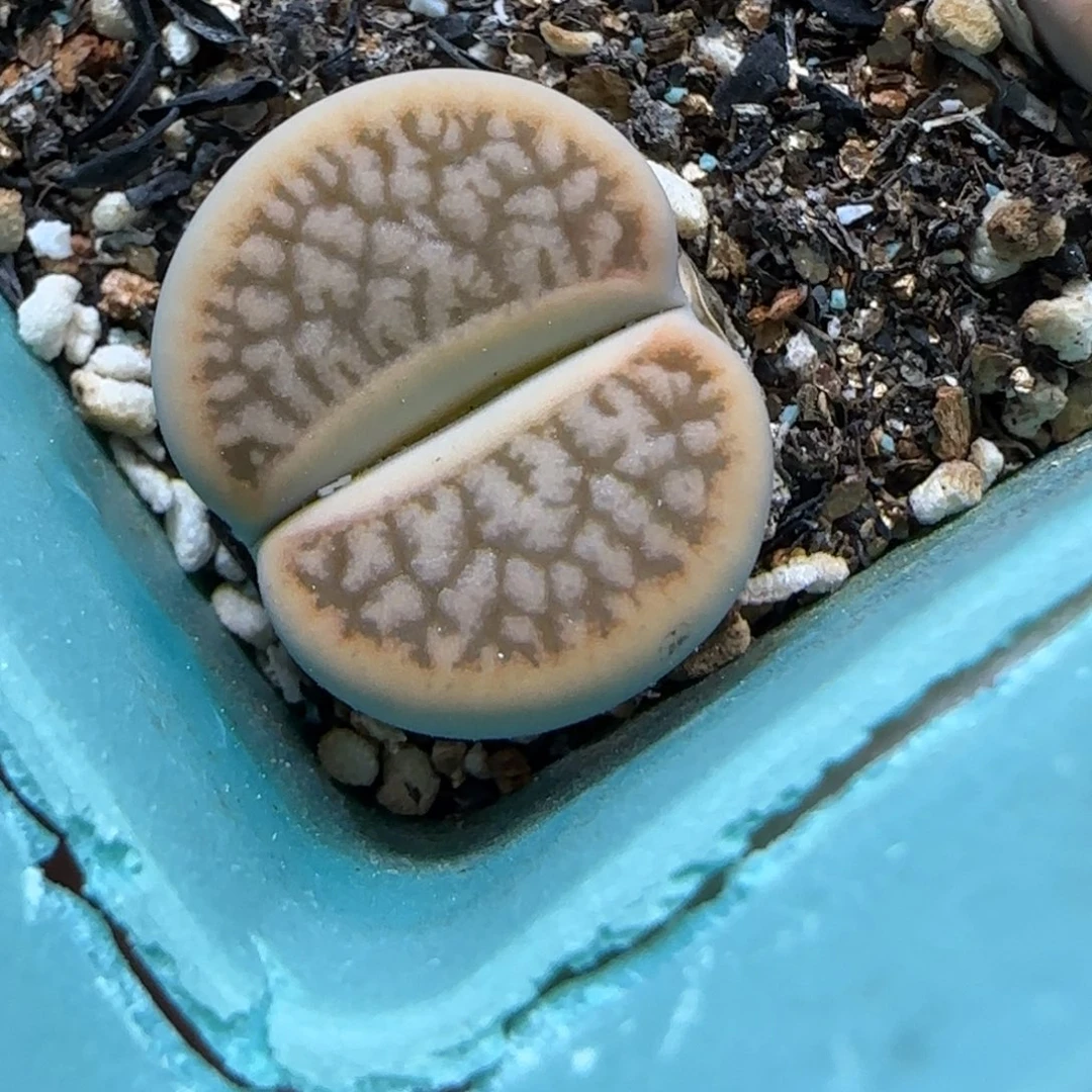 11.3。   拿铁曲。   2022